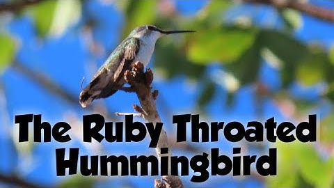 The Ruby Throated Hummingbird Mini documentary, ID, food , how to ID, habitat, nesting, behavior