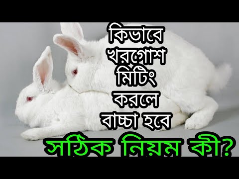 ভিডিও: খরগোশ কি চুদে চিবিয়ে খায়?