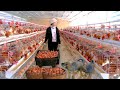 Harvesting Industrial Chicken Egg Goes To Market Sell - Chicken Eggs With Soy Sauce, Egg Soup