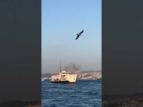 علیرضا قربانی لیلا  بیدلان عشق عشق ابدی خواننده آهنگ ترانه دریا طبیعت غم کلیپ