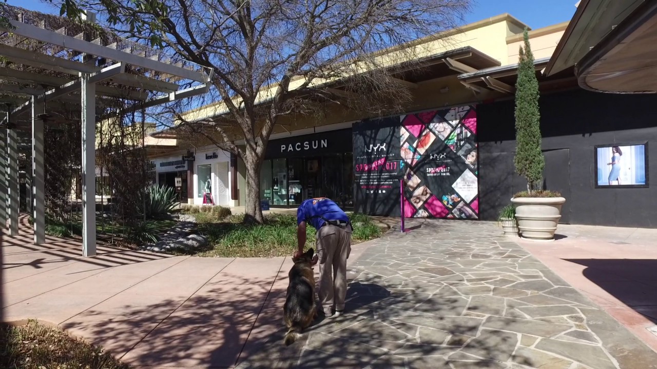 German Shepherd "Chanel" l Amazing Obedience l Dog Trainers San Antonio