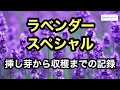 ラベンダーの挿し木~鉢上げ~冬越し~植え付け~収穫~ドライ~剪定までの流れをざっくりとご紹介しております。#ラベンダー