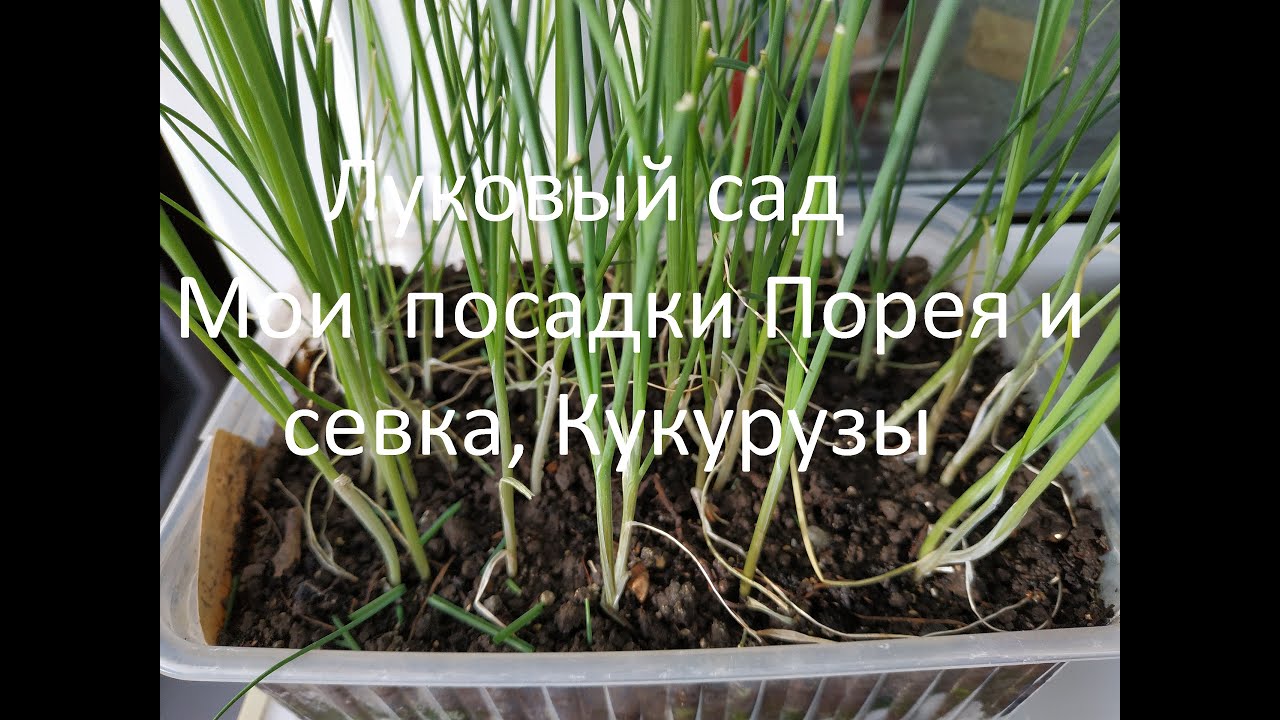 Лук-порей: секреты выращивания от посева до урожая