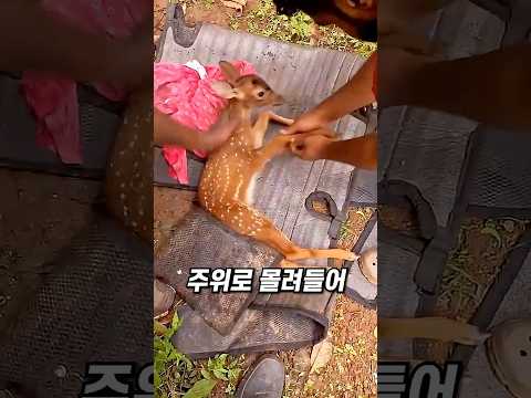 물에 빠진 새끼 <strong>사슴</strong>, 인공호흡을 시도합니다