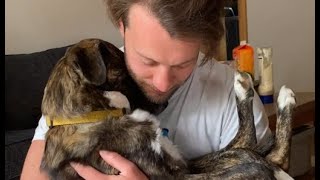 Download Lagu Rescue dog is obsessed with dad MP3 Download Lagu Rescue dog is obsessed with dad MP3
