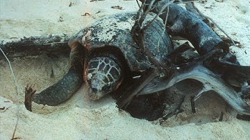 The Turtle and the Tree