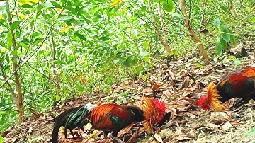 Bẫy Gà Rừng Miền Bắc Bằng Gà Mồi và Cái Kết | Hoàng Thắng