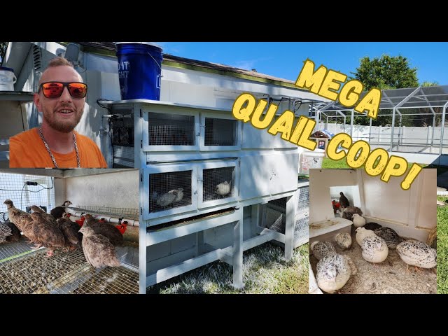 DIY Mega Quail Coop Build How to! class=