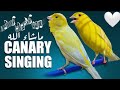 تحفيز مخصص للكناري الضعيف ،شاهد قوة هذا الكناري Canary bird