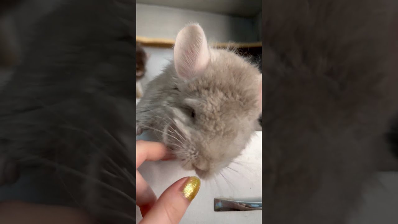 Купить Котенка Шиншиллы В Барнауле