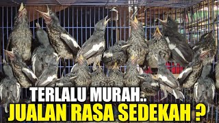 Download Lagu ABADI BIRD MAKIN PARAH ! PULUHAN EKOR BURUNG LOLOHAN DIJUAL MURAH HARI INI MP3 Download Lagu ABADI BIRD MAKIN PARAH ! PULUHAN EKOR BURUNG LOLOHAN DIJUAL MURAH HARI INI MP3