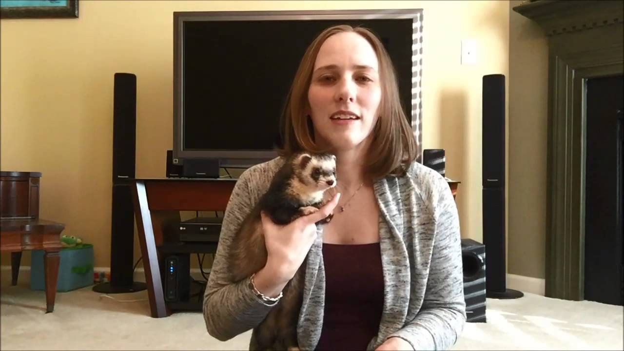 Help Legalize Ferrets in CA & NYC! YouTube