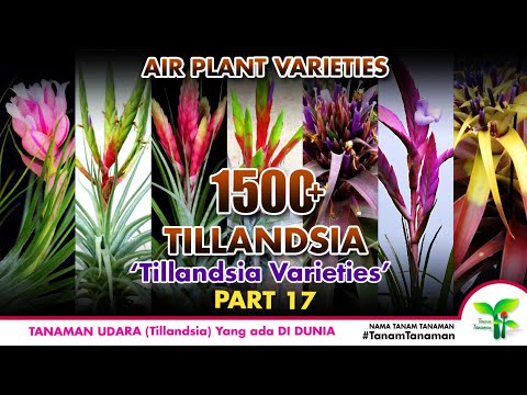 Video: Varietas Pansy Untuk Taman - Jenis Umum Pansy Dan Perbedaannya