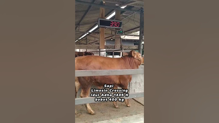 Sapi Limosin Crossing bobot 400 kg| pemesanan: WA.0895360484408/daftar umroh plus aqso/haji/badal