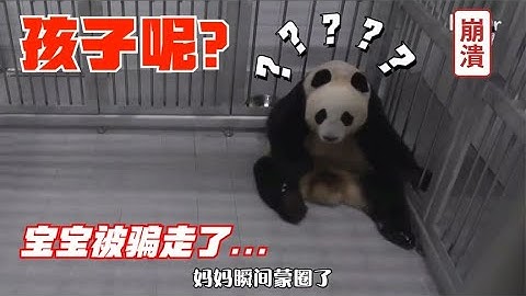 熊猫刚生了宝宝，结果被饲养员“骗走”，记忆力跟鱼一样啊 - 天天要闻