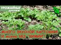 ЛУЧШАЯ подкормка для ВКУСНОГО картофеля! И урожай порадует! И можно БЕЗ ХИМИИ!