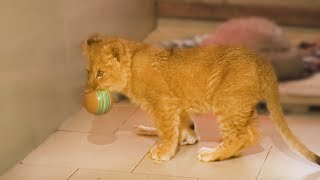 Симба ФУТБОЛИСТ! Этот львенок преодолел свою боль! Тайган