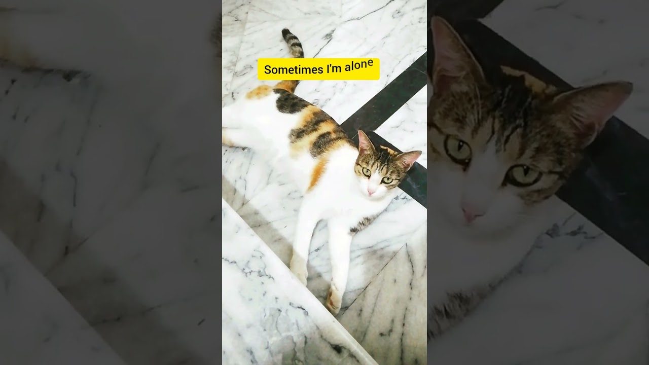 Sometimes I'm alone😔 Sometimes I'm not 🥰 Hello