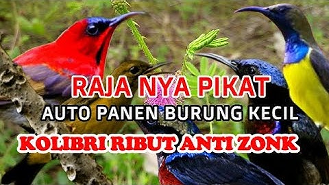 suara pikat konin/Kolibri ribut paling di cari para hobi mikat