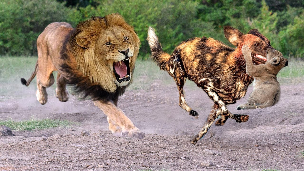 Mother Lion Save Lion Cubs From 10 Wild Dogs Epic battle! Wild Dogs vs ...