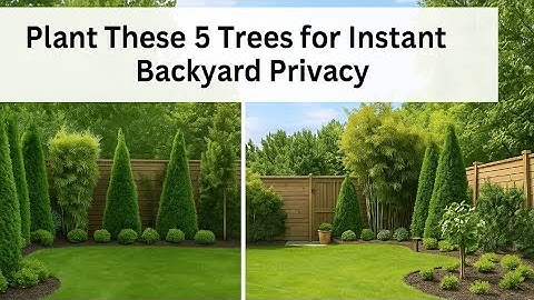 Plant These 5 Trees for Instant Backyard Privacy