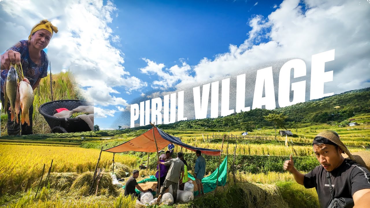 #Purul village 2025 Paddy Harvest of the year Begins!