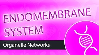 The Endomembrane System