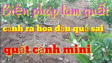 Biện pháp trồng quất cảnh trên rổ nhựa ra hoa đậu quả sai đúng dịp tết, chăm sóc cây quất cảnh tết