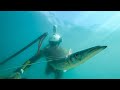 Spearfishing for Food Shallow Solo Dive |Spearfishing Life 🇬🇷