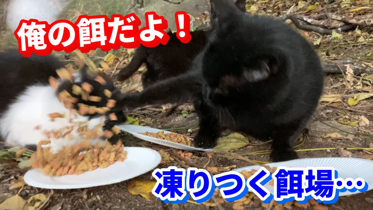 野良猫動画  黒ボス猫が餌を独り占めか？子猫達が警戒しながら餌を食べる
