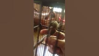 burung gereja jinak isian kenari