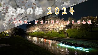 【HDR】愛知の桜2024(岡崎城〜吉良黄金堤)