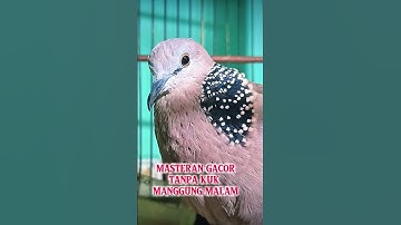 SUARA BURUNG TEKUKUR PIKAT GACOR MALAM HARI TANPA KUK #shorts #shortsfeed #shortvideo #short #song