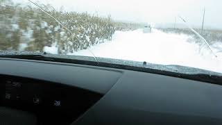 Подготовка к загонной охоте на кабана в кукурузе с лайками 1 Подготовка к загонной охоте на кабана в кукурузе с лайками 1