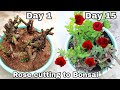 Rose from cutting to Bonsai, how to grow rose from cutting
