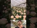 Modern Rose Farming! 🌹 Earn Lakhs Per Month! 💰 Watch Now! #rosefarming #modernarchitecture