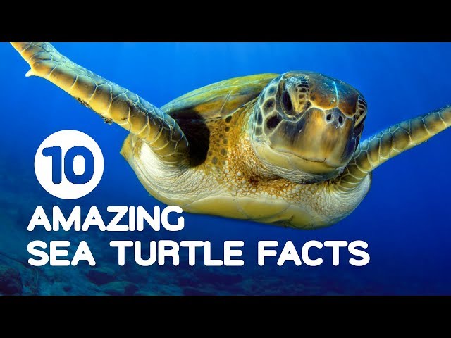 10 Facts About Sea Turtles - Infoupdate.org