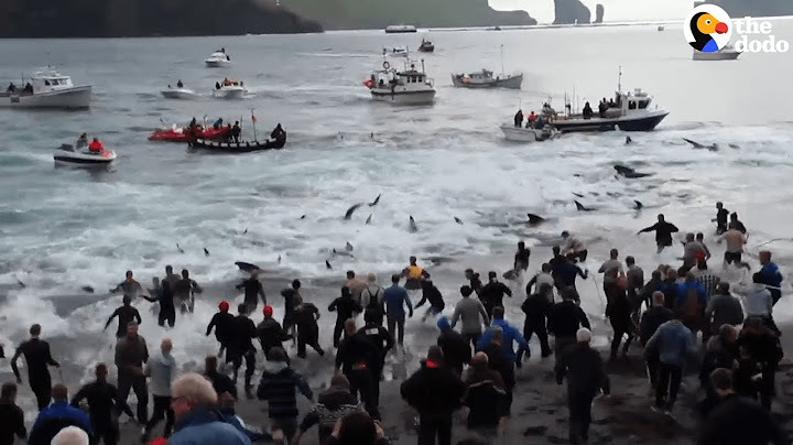 Hundreds Of Whales Die Every Year In This Hunt | The Dodo