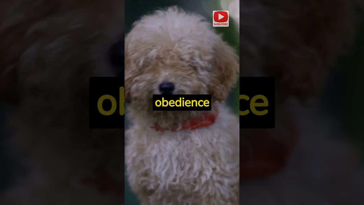 Worlds Most INTELLIGENT DOG Breeds!! 