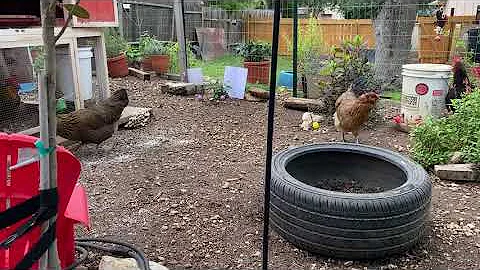 When Pecking Order Goes Too Far (and how to help)