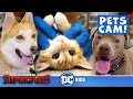 DC League of Super-Pets: Cats & Dogs Pet-Cam and DC Toy Box Adventures | @DC Kids