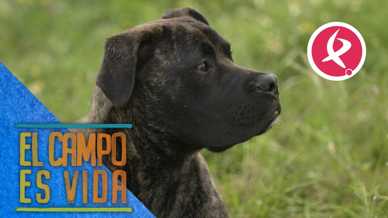 La nueva perrita de Pilar es de raza alano español | El campo es vida