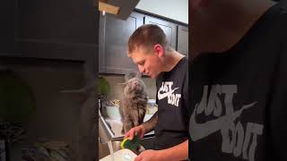 Polite Cat cat  shortsfeed funnyshorts catlovers