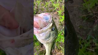 Do BIG BAITS equal BIG FISH 🎣  #fishing #trending #shorts #foryou Net Worth
