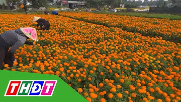 Nhộn nhịp cánh đồng hoa lớn nhất Bình Dương | THDT