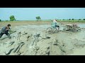 OMG! Fish a lot of catch in mud at the rice field a fisher woman catch by hand - Best hand fishing