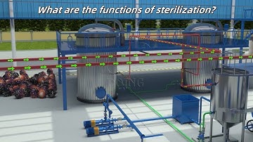 Palm Oil Sterilization Process in Palm Oil Processing Steps | Henan Glory Sterilizer Palm Oil Mill