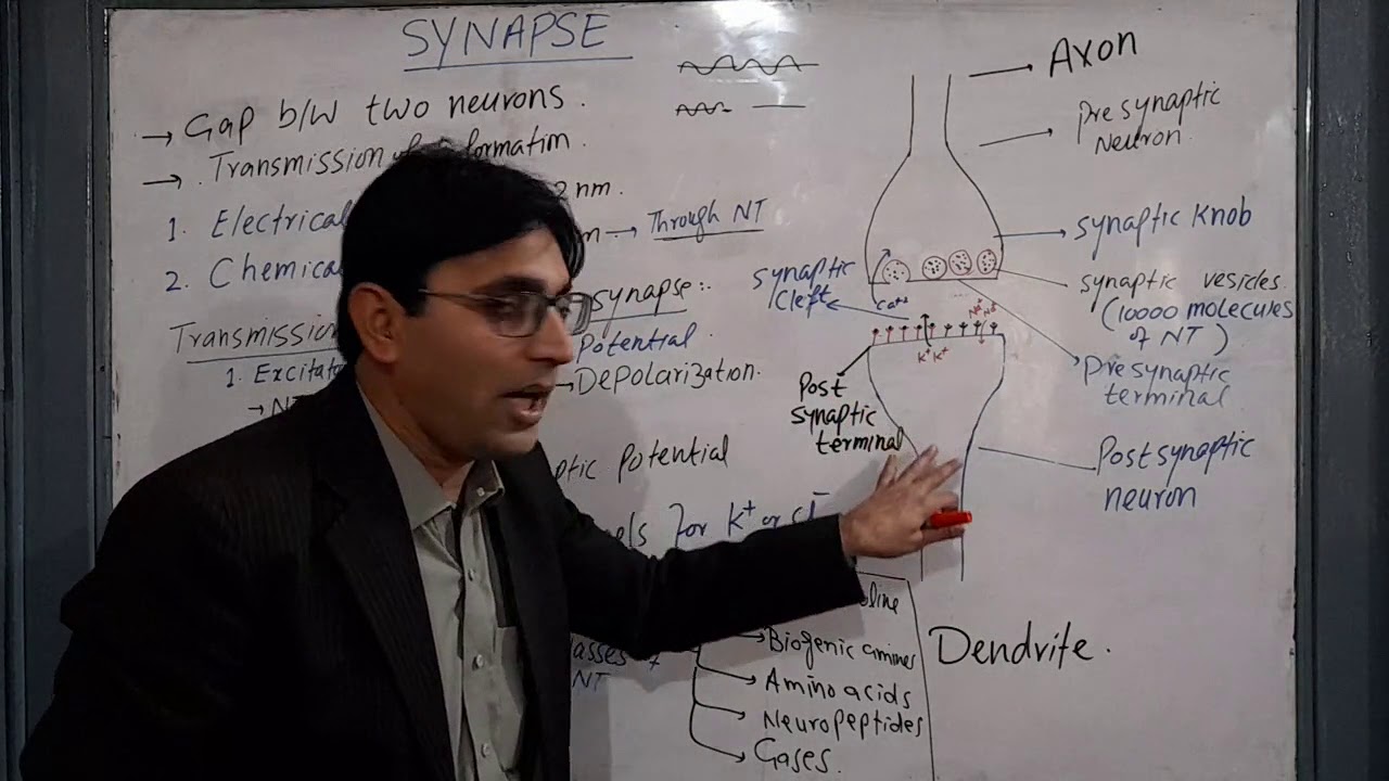 Transmission of impulse across the synapse - YouTube