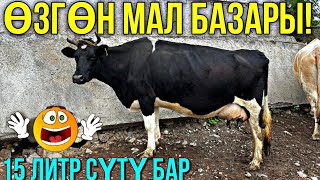 СААН УЙЛАР КУНАЖЫН УРГААЧЫ ТОРПОК БААЛАРЫ #байтв