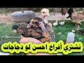شنو الأفضل نشتري افراخ كتاكيت لو دجاج كبار 